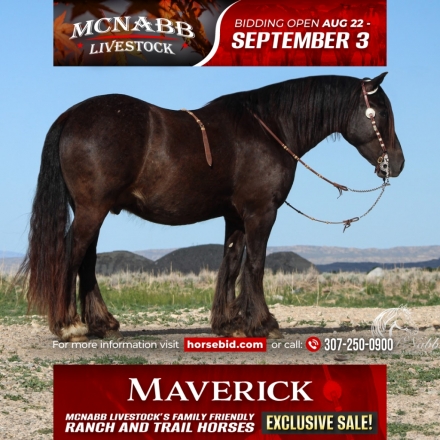 HorseID: 2249911 Sir Mystic Maverick - PhotoID: 1045896