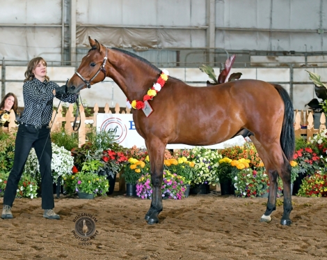 HorseID: 2252137 ATMF Starburst - PhotoID: 1039000