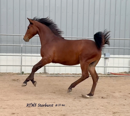 HorseID: 2252137 ATMF Starburst - PhotoID: 1039005