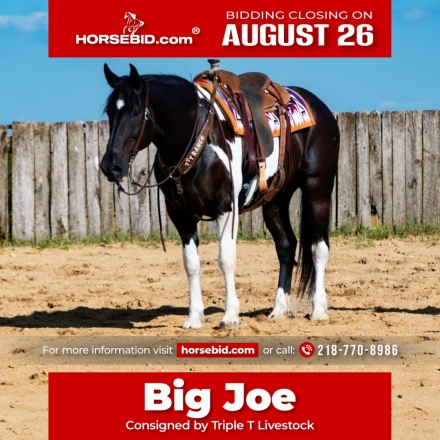 HorseID: 2253891 Big Joe - PhotoID: 1029665