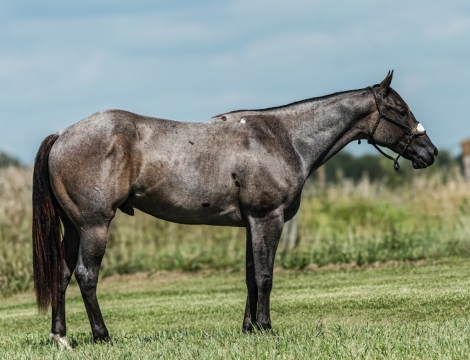 HorseID: 2253895 PLENTY BLUE CAMP - PhotoID: 1045912