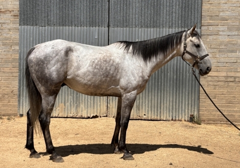 HorseID: 2258406 Gandalf - PhotoID: 1052532