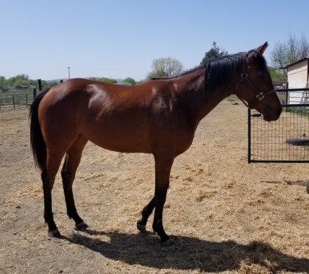 HorseID: 2261085 Filly #1 - PhotoID: 1028622