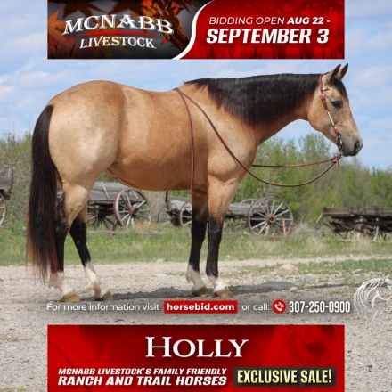 HorseID: 2262623 New Holly Abby - PhotoID: 1036986