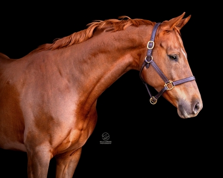 HorseID: 2263921 Street Symphony - PhotoID: 1054644