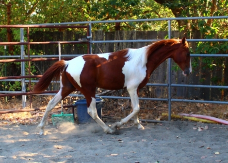 HorseID: 2264294 Excaliburs Ringside Gosip - PhotoID: 1033220