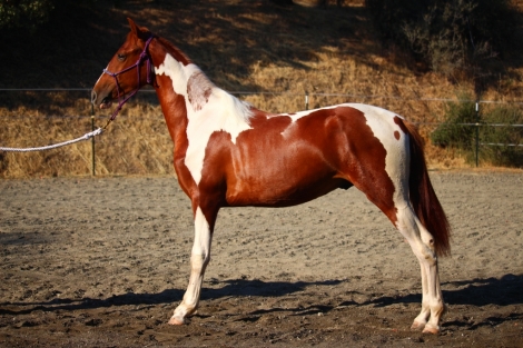 HorseID: 2264294 Excaliburs Ringside Gosip - PhotoID: 1050810