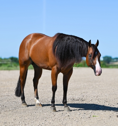 HorseID: 2265020 Star Crossed Love - PhotoID: 1042263