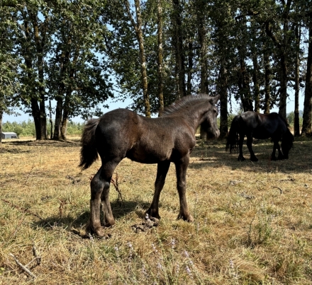 HorseID: 2267272 Fiddlehead Balder Borealis - PhotoID: 1037262