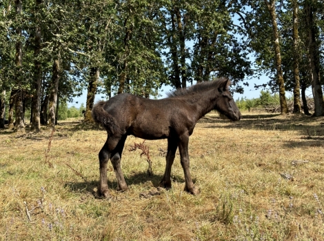 HorseID: 2267272 Fiddlehead Balder Borealis - PhotoID: 1053048