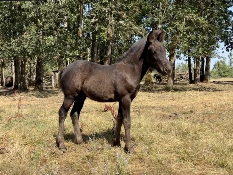 HorseID: 2267272 Fiddlehead Balder Borealis - PhotoID: 1053049