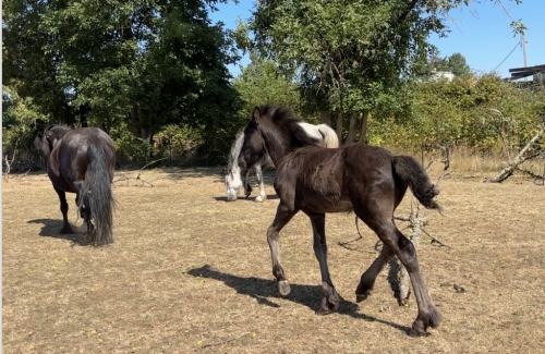 HorseID: 2267272 Fiddlehead Balder Borealis - PhotoID: 1053050