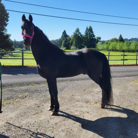 HorseID: 2268318 Juan Hot Jose' - PhotoID: 1038666