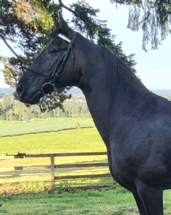 HorseID: 2268318 Juan Hot Jose' - PhotoID: 1038667