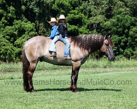 HorseID: 2269145 Cisco - PhotoID: 1055200