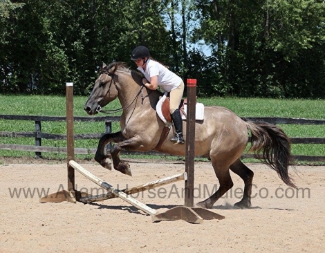 HorseID: 2269145 Cisco - PhotoID: 1055202