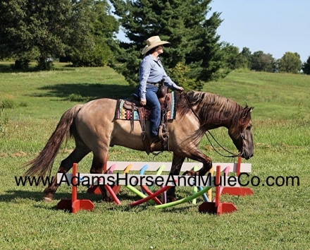 HorseID: 2269145 Cisco - PhotoID: 1055203