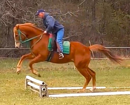 HorseID: 2270222 Serbian Sailor - PhotoID: 1042024