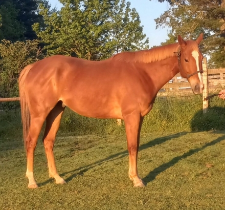 HorseID: 2270222 Serbian Sailor - PhotoID: 1042025