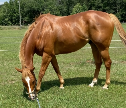 HorseID: 2270222 Serbian Sailor - PhotoID: 1042026