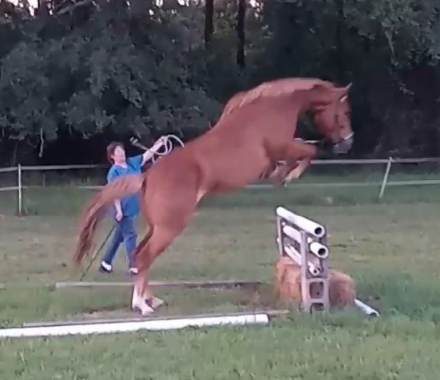 HorseID: 2270222 Serbian Sailor - PhotoID: 1042027