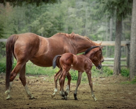 HorseID: 2270822 Lauréat PCS - PhotoID: 1054090