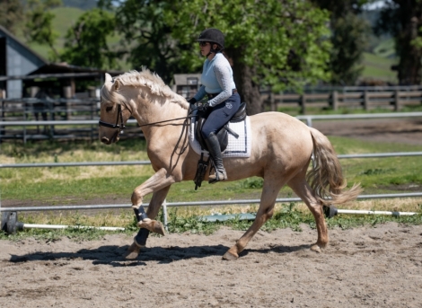 HorseID: 2271334 Scotch - PhotoID: 1042794