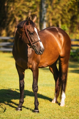 HorseID: 2271703 Boston Light - PhotoID: 1044909