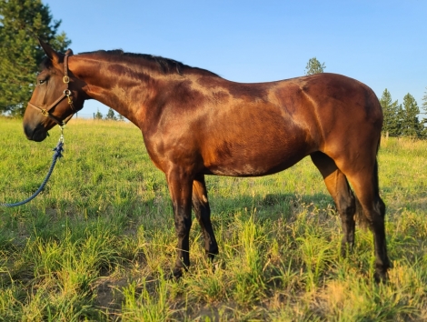 Tbf Sherry Pink, Bay Cleveland Bay Filly, Beautiful pure Cleveland Bay ...