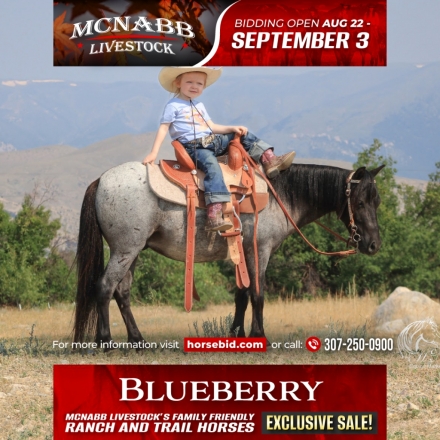 HorseID: 2271744 Blueberry - PhotoID: 1043295