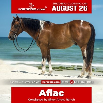 HorseID: 2271746 Aflac - PhotoID: 1043303