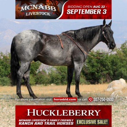 HorseID: 2271747 Huckleberry - PhotoID: 1043299