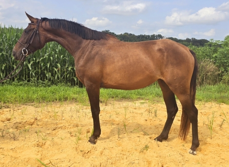 HorseID: 2272226 Feminine filly, who would excell as a hunter or ev - PhotoID: 1054285