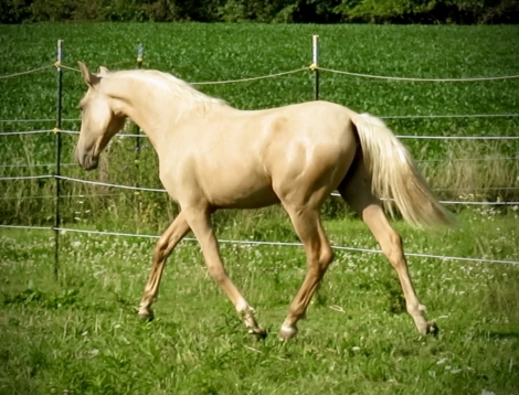 HorseID: 2272330 Grace YR - PhotoID: 1053237