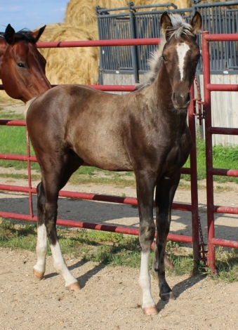 HorseID: 2273351 Stunning Chocolate Palomino Morgan/QH - PhotoID: 1045442