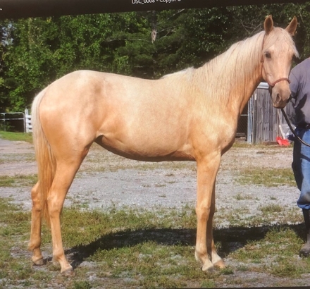 HorseID: 2273475 Ladies Golden Reflection - PhotoID: 1045592