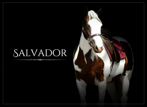 HorseID: 2273672 Salvador - PhotoID: 1045955