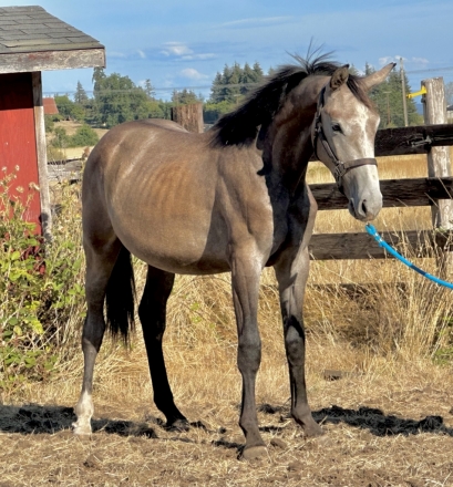 HorseID: 2273829 Winchester CA - PhotoID: 1047273