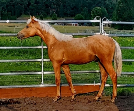 HorseID: 2274307 Tequila Sunrises Rerun - PhotoID: 1046763