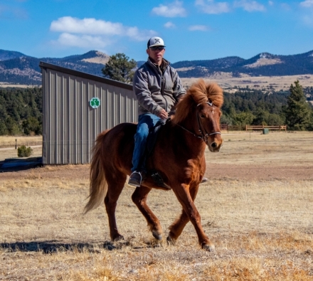 HorseID: 2274932 Mar Fra Arbakki - PhotoID: 1053340