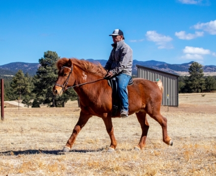 HorseID: 2274932 Mar Fra Arbakki - PhotoID: 1053341