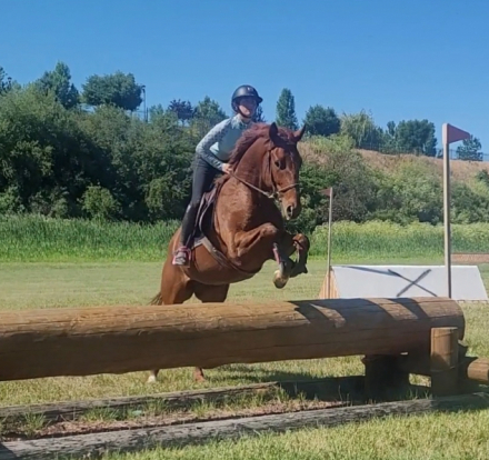 HorseID: 2275073 Gallivanter - PhotoID: 1082355