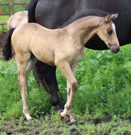 HorseID: 2275254 NSS Starstruck - PhotoID: 1047998