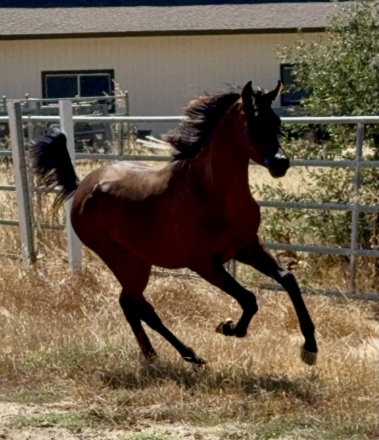 HorseID: 2275307 EQ Shakespeare - PhotoID: 1051269