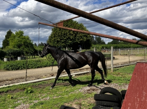 HorseID: 2275523 Charro Dash - PhotoID: 1053113