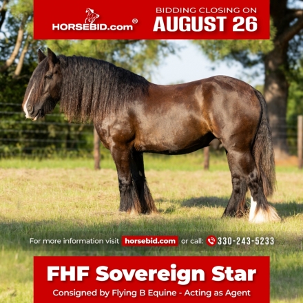 HorseID: 2275761 FHF Sovereign Star - PhotoID: 1048791