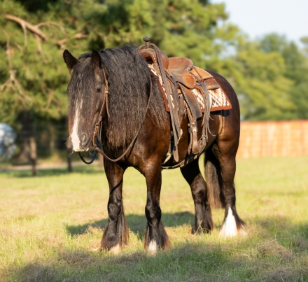 HorseID: 2275761 FHF Sovereign Star - PhotoID: 1048792