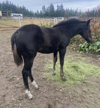 HorseID: 2276088 Mighty Poco Pine - PhotoID: 1053781