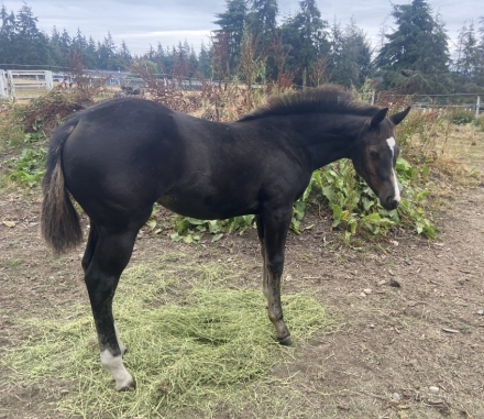 HorseID: 2276088 Mighty Poco Pine - PhotoID: 1053782