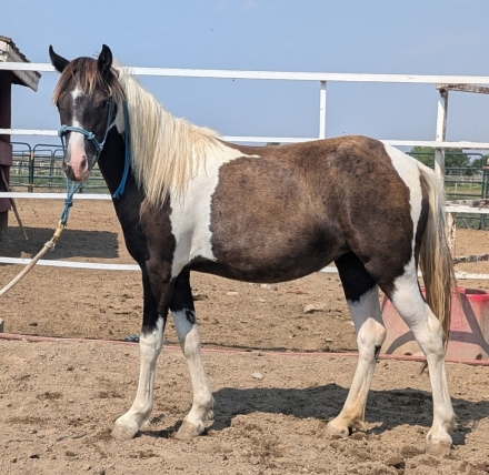 HorseID: 2276443 Twinkle toes - PhotoID: 1053603